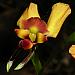 Diuris orientis - Donkey Orchid.jpg